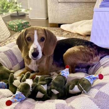 Beagle and Mixed Breed Dogs Available for Adoption in Atlanta, Georgia - Bonita | PetCurious