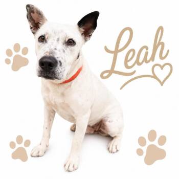 Mixed Breed Dogs Available for Adoption in Memphis, Tennessee - Leah | PetCurious