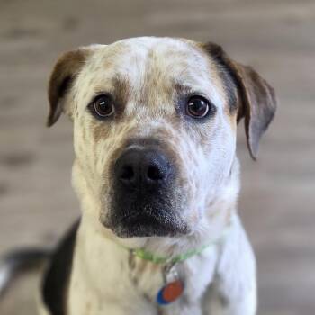 Catahoula Leopard Dog and Great Dane Dogs Available for Adoption in Baker City, Oregon - Buster | PetCurious