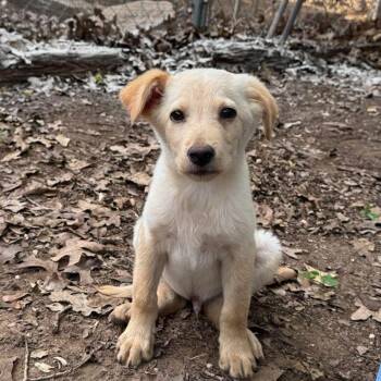 Connor -  Labrador Retriever and Great Pyrenees Dog for Adoption in Columbia, Maryland - Connor | PetCurious