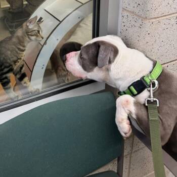 Mixed Breed Dogs Available for Adoption - Valor | PetCurious