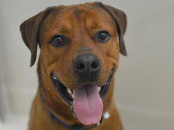 Buddy -  Rottweiler and Anatolian Shepherd Dog for Adoption in Portland, Oregon - Buddy | PetCurious