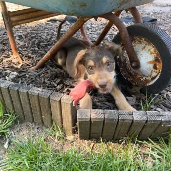 Poodle Dogs Available for Adoption in East Peoria, Illinois - Caris | PetCurious