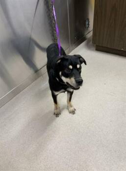 JASPER -  Rottweiler and German Shepherd Dog Dog for Adoption in Fairbanks, Alaska - JASPER | PetCurious