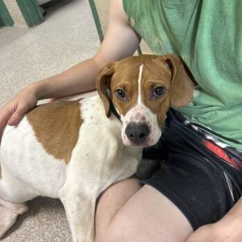 Stitch -  Hound Dog for Adoption in Lewisburg, West Virginia - Stitch | PetCurious