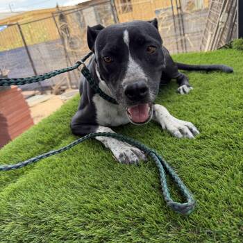 Mercy -  Pit Bull Terrier Dog for Adoption in Harlingen, Texas - Mercy | PetCurious