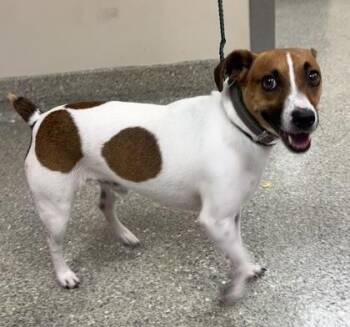 Jack -  Parson Russell Terrier and Mixed Breed Dog for Adoption in Kansas City, Missouri - Jack | PetCurious