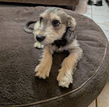 Schnauzer Dogs Available for Adoption in Gainesville, Virginia - Frida (Coming May 8th) | PetCurious
