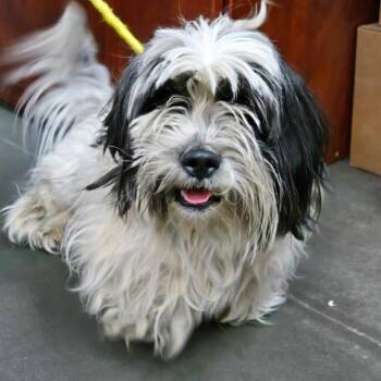 Shih Tzu Dogs Available for Adoption in Idaho Falls, Idaho - BC Stray(Cookie) SRAS-31573 | PetCurious