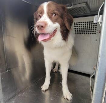 Great Pyrenees and Border Collie Dogs Available for Adoption in Rowlett, Texas - EL BUDDY | PetCurious