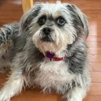 Shih Tzu Dogs Available for Adoption in Detroit, Michigan - Moe | PetCurious