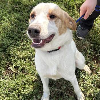 Roger -  Shepherd Dog for Adoption in Springfield, Missouri - Roger | PetCurious