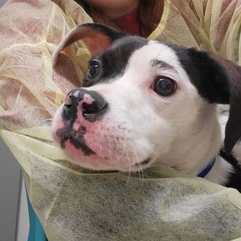 Rescue Mixed Breed Dogs for Adoption in Charleston, West Virginia - Ringtone | PetCurious