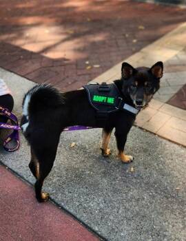 CHINU -  Shiba Inu Dog for Adoption in Kalamazoo, Michigan - CHINU | PetCurious