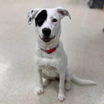 Dottie -  Mixed Breed Dog for Adoption - Dottie | PetCurious