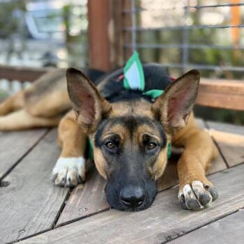 Froggy Girl -  German Shepherd Dog and Mixed Breed Dog for Adoption in Fort Collins, Colorado - Froggy Girl | PetCurious