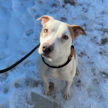 Pit Bull Terrier and Mixed Breed Dogs Available for Adoption in Westland, Michigan - Snazzy | PetCurious
