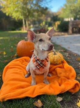 Pokey -  Corgi and Chihuahua Dog for Adoption in Manhattan, Kansas - Pokey | PetCurious