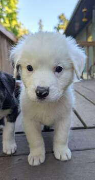 Cheddar -  Great Pyrenees Dog for Adoption in Brooklyn Center, Minnesota - Cheddar | PetCurious