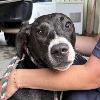 Penelope -  Labrador Retriever Dog for Adoption in Jacksonville, Arkansas - Penelope | PetCurious