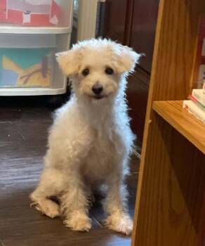 BELLA ROSE -  Poodle Dog for Adoption in Katy, Texas - BELLA ROSE | PetCurious