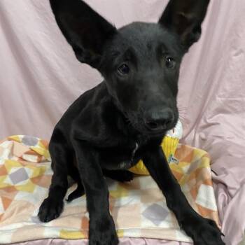 RAVEN -  German Shepherd Dog and Mixed Breed Dog for Adoption in Modesto, California - RAVEN | PetCurious