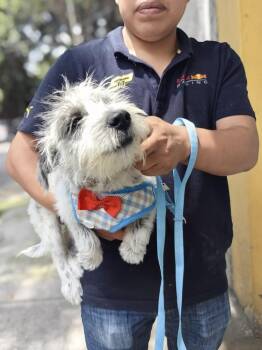 EROS -  Terrier Dog for Adoption in Langley Township, British Columbia - EROS | PetCurious