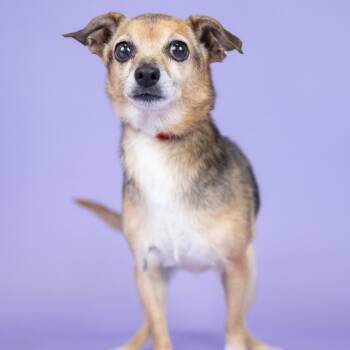 Carla -  Chihuahua Dog for Adoption in Portland, Oregon - Carla | PetCurious