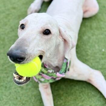 Standard Poodle and Mixed Breed Dogs Available for Adoption in Largo, Florida - Basil | PetCurious