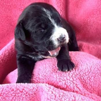 BABETTE PUP 7 -  Standard Poodle and Mixed Breed Dog for Adoption in Richmond, California - BABETTE PUP 7 | PetCurious