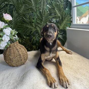 Mixed Breed Dogs Available for Adoption - Ian | PetCurious
