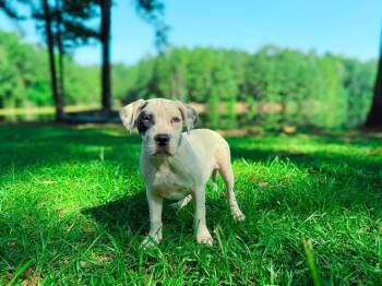 Scorpion -  Pit Bull Terrier Dog for Adoption in Macon, Georgia - Scorpion | PetCurious