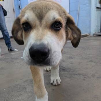 Nelson -  Great Pyrenees and Mixed Breed Dog for Adoption in Tulsa, Oklahoma - Nelson | PetCurious