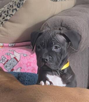 Pit Bull Terrier Dogs Available for Adoption - Beau | PetCurious