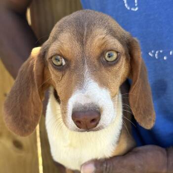 Beagle Dogs Available for Adoption - Alika - Local April 10-12 | PetCurious