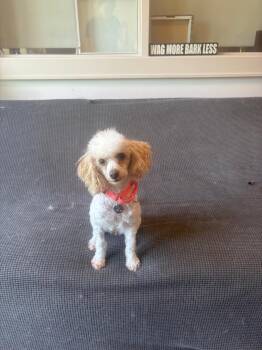 Diana -  Poodle Dog for Adoption in New Milford, Connecticut - Diana | PetCurious