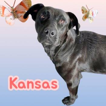 Labrador Retriever Dogs Available for Adoption - Kansas | PetCurious
