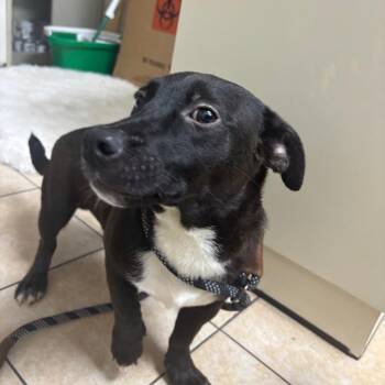 Megatron -  Mixed Breed Dog for Adoption in Pekin, Illinois - Megatron | PetCurious