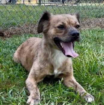Tinker Bell -  Spaniel and Terrier Dog for Adoption in Washington, District Of Columbia - Tinker Bell | PetCurious