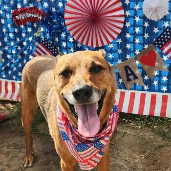 Dallas -  Canaan Dog and Carolina Dog Dog for Adoption in Salt Lake City, Utah - Dallas | PetCurious