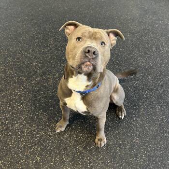 Terrier Dogs Available for Adoption - Boogie | PetCurious