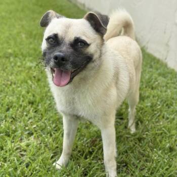 Thanos -  Pug Dog for Adoption - Thanos | PetCurious