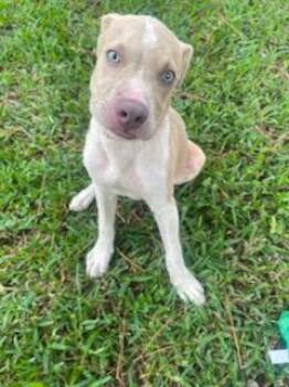 Kickapoo -  American Staffordshire Terrier Dog for Adoption in Houston, Texas - Kickapoo | PetCurious