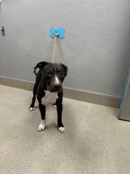 MR.BEEFY -  Pit Bull Terrier Dog for Adoption in Las Vegas, Nevada - MR.BEEFY | PetCurious