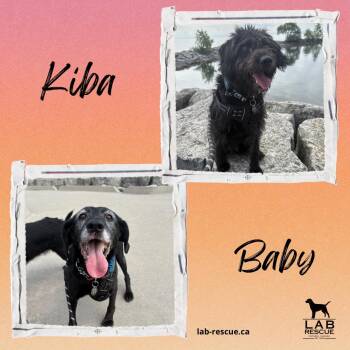 Kiba & Baby -  Black Labrador Retriever and Portuguese Water Dog Dog for Adoption in Oakville, Ontario - Kiba & Baby | PetCurious