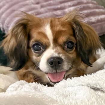 Cavalier King Charles Spaniel Dogs Available for Adoption in Ottawa Hills, Ohio - Mimi | PetCurious