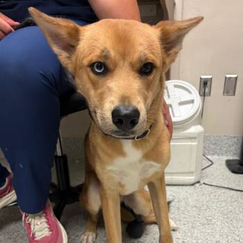 Koda -  Husky and Border Collie Dog for Adoption in Reno, Nevada - Koda | PetCurious