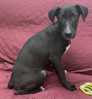 Rescue Shepherd and Labrador Retriever Dogs for Adoption in Little Rock, Arkansas - Bettina | PetCurious