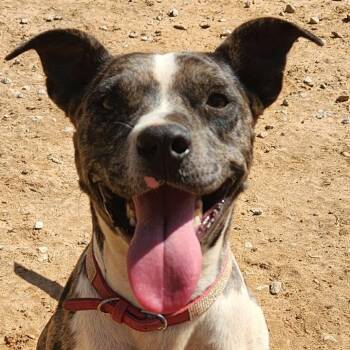 Catahoula Leopard Dog Dogs Available for Adoption - Lotto | PetCurious