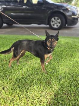 Tina -  Australian Cattle Dog Blue Heeler and German Shepherd Dog Dog for Adoption in Liverpool, Texas - Tina | PetCurious